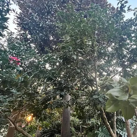 Garden View Prestige * سانتّانييلّو